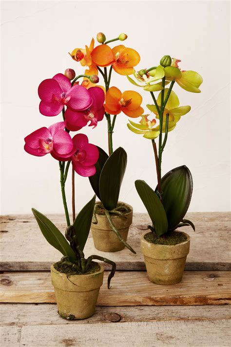 where to buy potted orchids.
